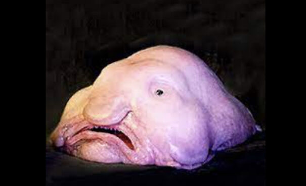 blobfish-637351089cc51.jpg