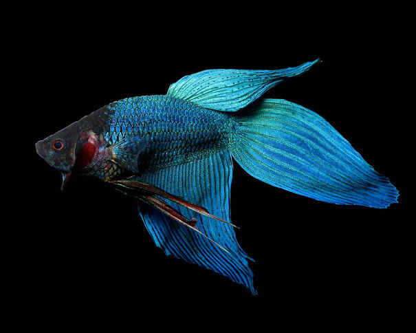 blue-male-veiltail-betta_Sean-McVey_Shutterstock-63734fa682bef-jpeg.jpg