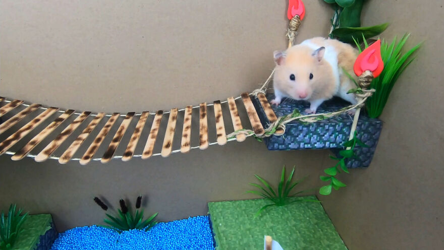 I Made A Video Of A Brave Hamster Escaping A Cannibal's Prison In An Amazing Obstacle Course Which Is Like The Pet Version Of Indiana Jones (12 Pics) I Made A Video Of A Brave Hamster Escaping A Cannibal's Prison In An Amazing Obstacle Course Which Is Like The Pet Version Of Indiana Jones (12 Pics)