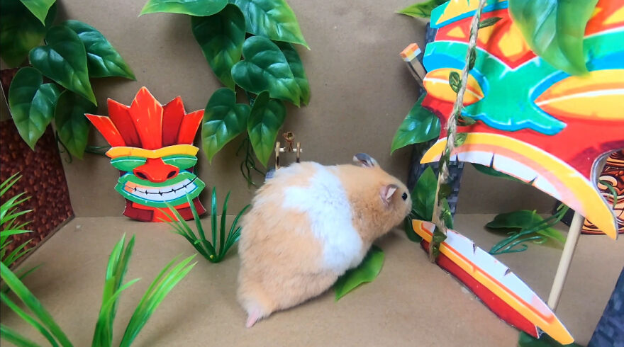 I Made A Video Of A Brave Hamster Escaping A Cannibal's Prison In An Amazing Obstacle Course Which Is Like The Pet Version Of Indiana Jones (12 Pics) I Made A Video Of A Brave Hamster Escaping A Cannibal's Prison In An Amazing Obstacle Course Which Is Like The Pet Version Of Indiana Jones (12 Pics)
