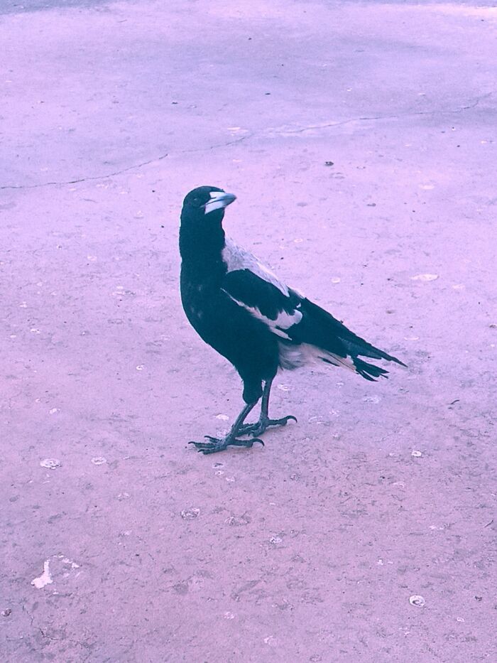 My Friendly Neighborhood Magpie