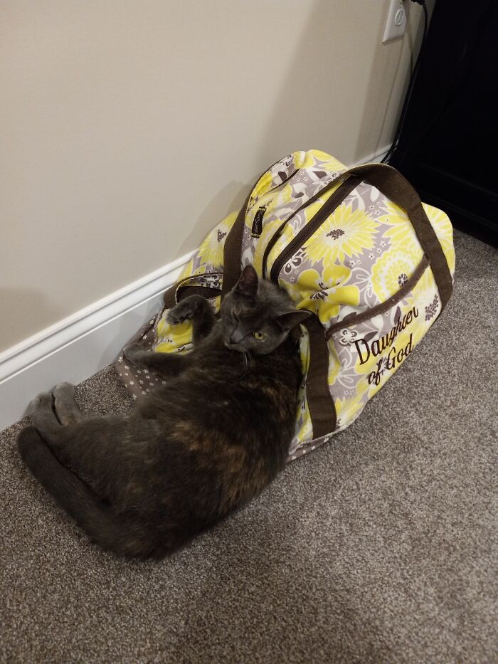 My Puma Always Curls Up On My Bag The Night Before I Leave For A Trip :-)