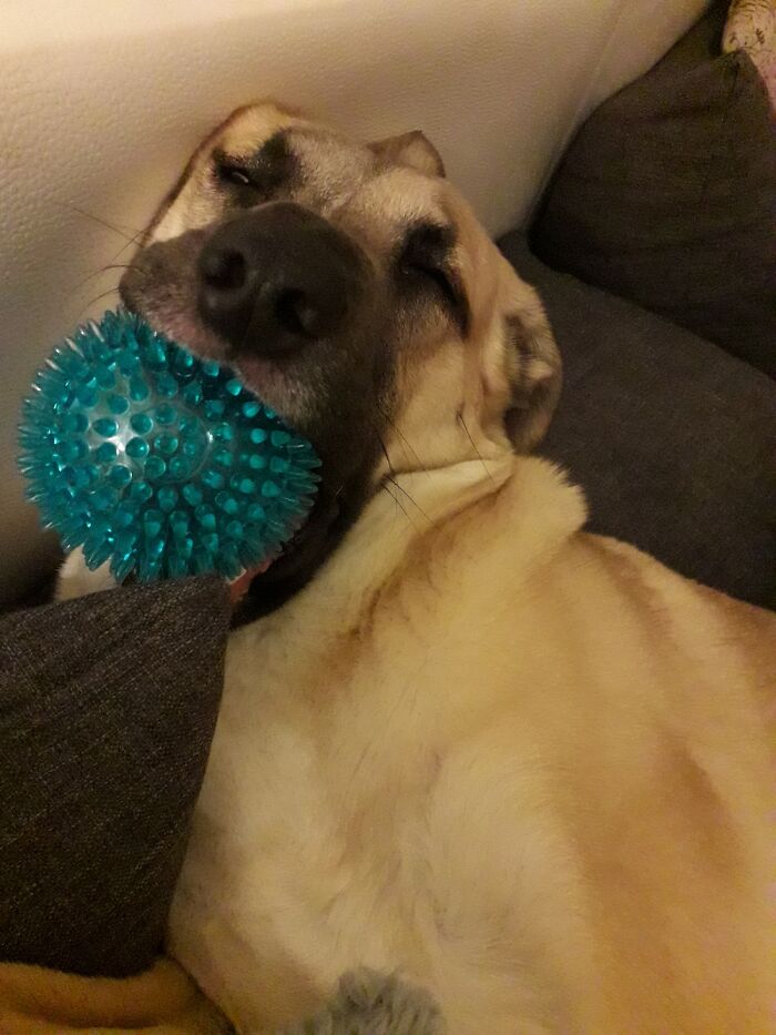 With A Ball In Her Mouth