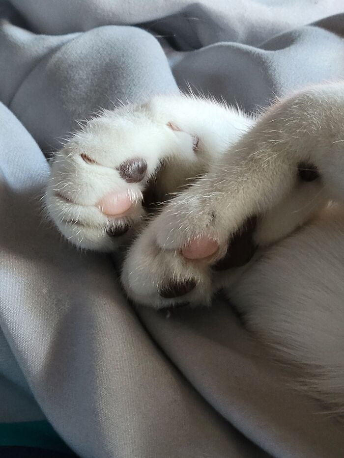 Sally Has One Pink Toe Bean On Each Paw That Blends Beautifully With Her Other Smoky Toe Beans
