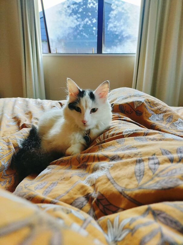 Bedroom Is Always The Coziest. Nothing Better Than Coffee N This Cutie To Relax