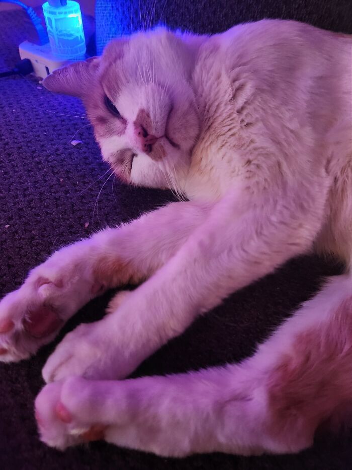 Catnip Loopy Toebeans! (And Yes The Crumbs Are From His Treat Feast, Brought From His Bowl) 😆