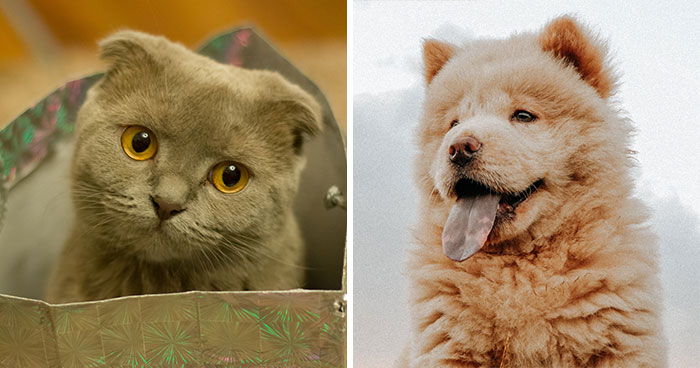 Veterinary Surgeon Reveals Cat And Dog Breeds He’d Never Buy And Explains Why