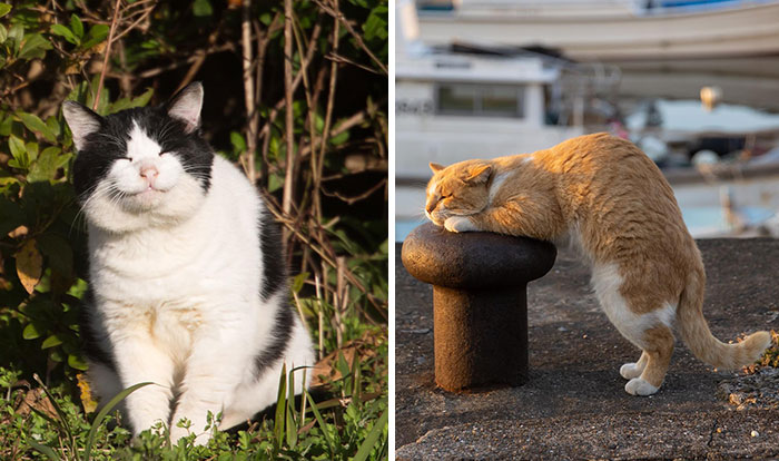 50 Fotos divertidamente adorables de gatos callejeros captadas por este fotógrafo japonés (50 nuevas fotos)