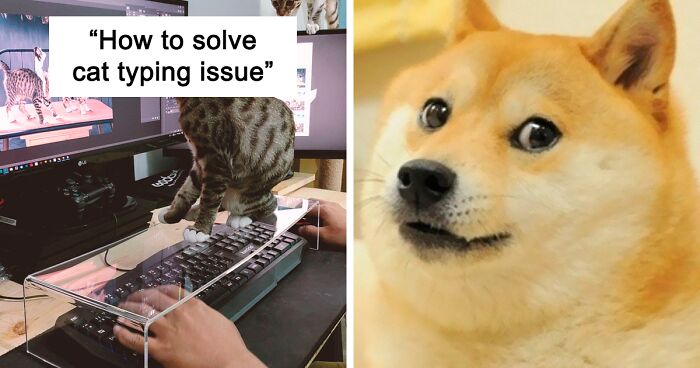 50 Genius Pet Inventions You Didn’t Know You Needed To Be The Coolest ...