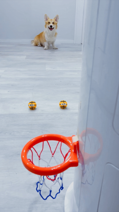 Meet Kobis - A Corgi That Knows Over 60 Tricks Including Riding A Skateboard, Painting, Playing Basketball And More Meet Kobis - A Corgi That Knows Over 60 Tricks Including Riding A Skateboard, Painting, Playing Basketball And More