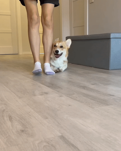 Meet Kobis - A Corgi That Knows Over 60 Tricks Including Riding A Skateboard, Painting, Playing Basketball And More Meet Kobis - A Corgi That Knows Over 60 Tricks Including Riding A Skateboard, Painting, Playing Basketball And More