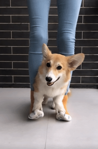 Meet Kobis - A Corgi That Knows Over 60 Tricks Including Riding A Skateboard, Painting, Playing Basketball And More Meet Kobis - A Corgi That Knows Over 60 Tricks Including Riding A Skateboard, Painting, Playing Basketball And More