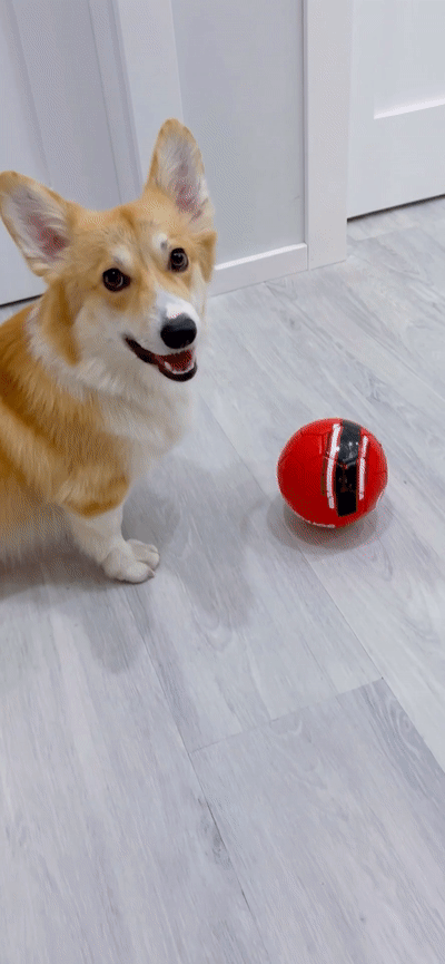 Meet Kobis - A Corgi That Knows Over 60 Tricks Including Riding A Skateboard, Painting, Playing Basketball And More Meet Kobis - A Corgi That Knows Over 60 Tricks Including Riding A Skateboard, Painting, Playing Basketball And More