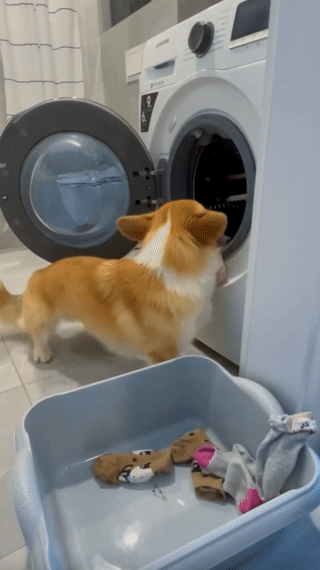 Meet Kobis - A Corgi That Knows Over 60 Tricks Including Riding A Skateboard, Painting, Playing Basketball And More Meet Kobis - A Corgi That Knows Over 60 Tricks Including Riding A Skateboard, Painting, Playing Basketball And More