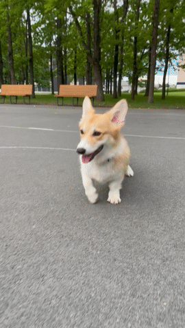 Meet Kobis - A Corgi That Knows Over 60 Tricks Including Riding A Skateboard, Painting, Playing Basketball And More Meet Kobis - A Corgi That Knows Over 60 Tricks Including Riding A Skateboard, Painting, Playing Basketball And More