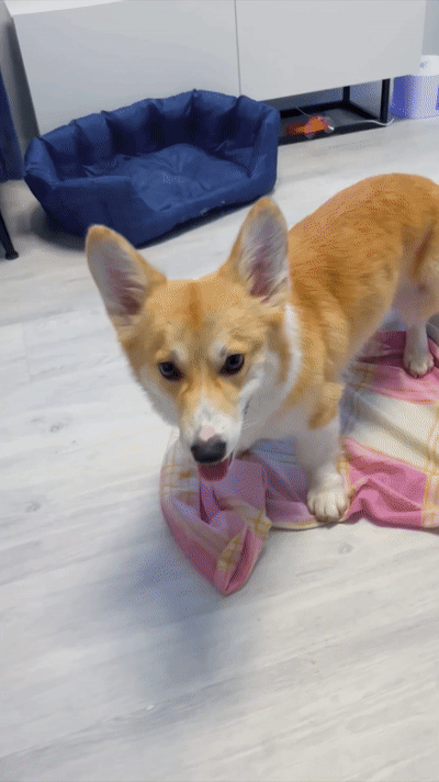 Meet Kobis - A Corgi That Knows Over 60 Tricks Including Riding A Skateboard, Painting, Playing Basketball And More Meet Kobis - A Corgi That Knows Over 60 Tricks Including Riding A Skateboard, Painting, Playing Basketball And More