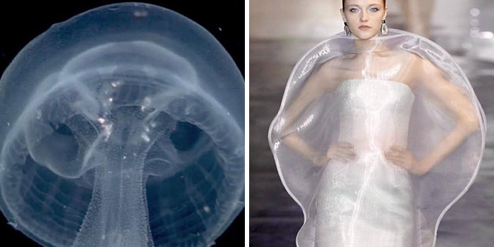 Fashion Often Draws Inspiration From Nature And This Instagram Account Proves It (30 New Pics)