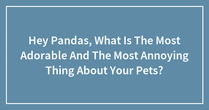 Hey Pandas, What Is The Most Adorable And The Most Annoying Thing About Your Pets?