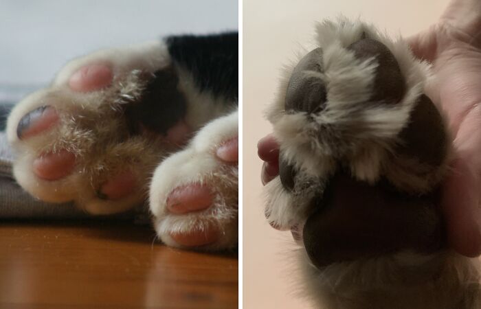Hey Pandas, Show Us A Picture Of Your Pet’s Toe Beans (Closed)