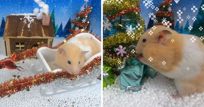 I Made A Christmas-Themed Obstacle Course For My Hamster Where In The End, It Reaches The Presents (15 Pics)