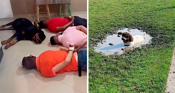 “What’s Wrong With Your Dog?”: 50 Hilarious Times Dogs Seemed To Malfunction Hard (New Pics)