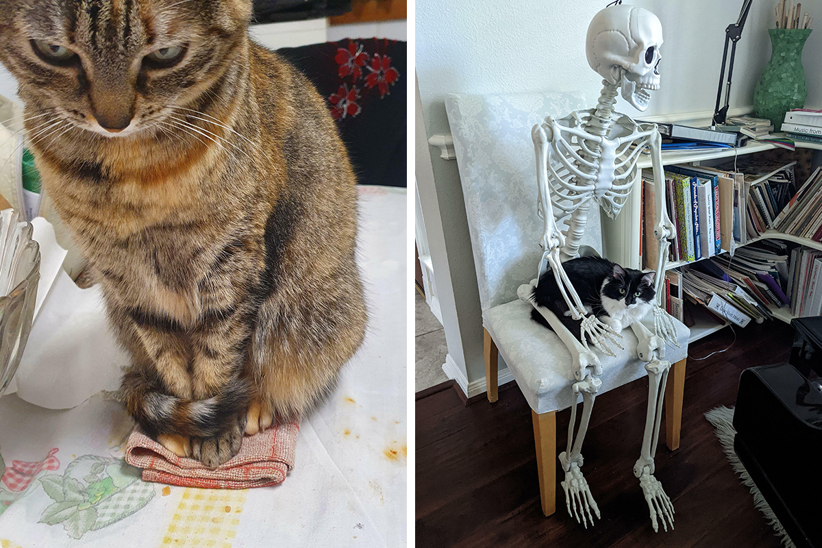 50 Times Cats Hilariously Fell For The “Traps” Their Owners Used ...