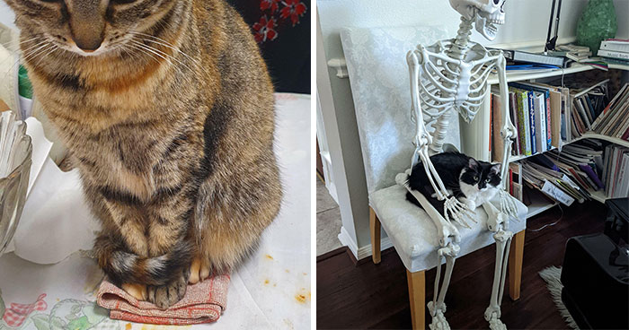 Estos gatos cayeron en las “trampas” más inusuales y sus dueños tuvieron que mostrarlo