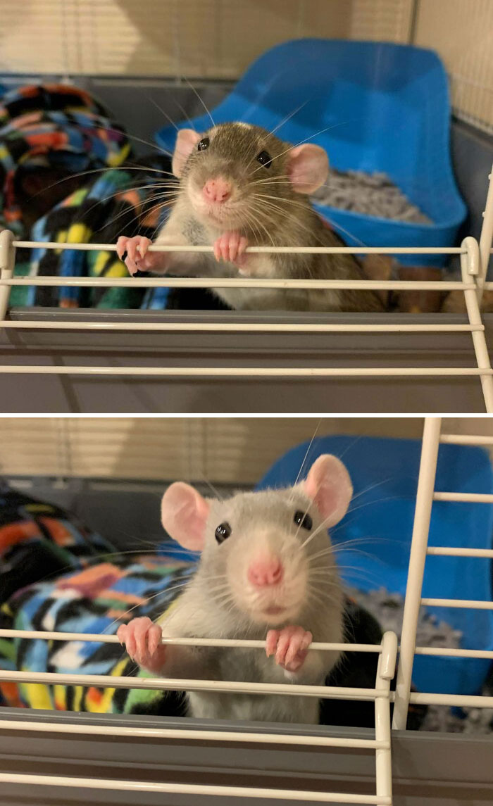 New Rat Mom Here. Managed To Snap Some Cute Portrait Photos Of My Boys Bear And Bodhi