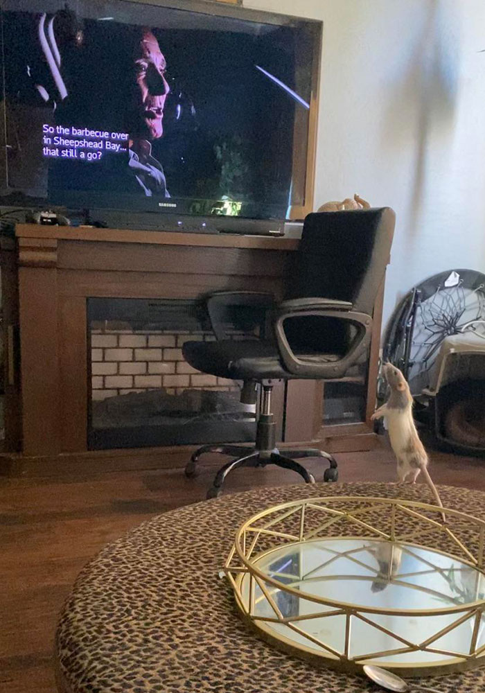 My Pet Rat Mischa Watches TV With Me