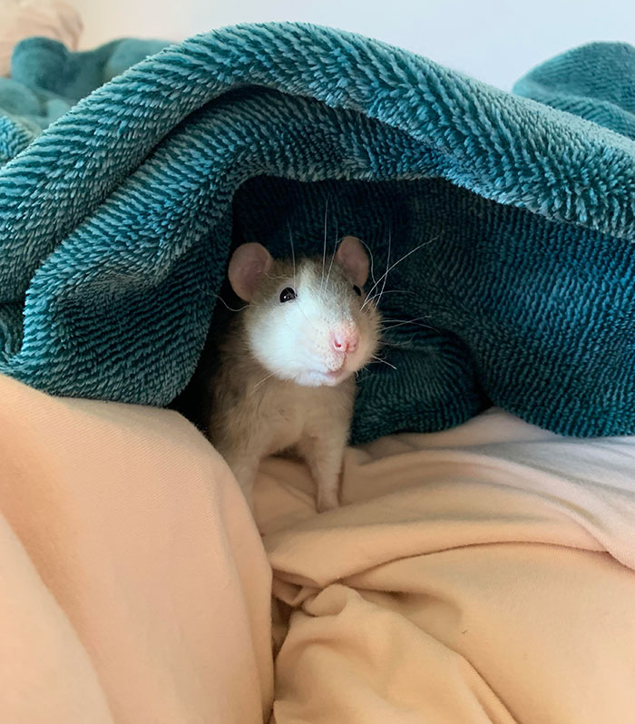 I Got Custody Of My Best Friend's Rats For The Summer And Can’t Fathom How These Little Guys Are Allowed To Be So Cute