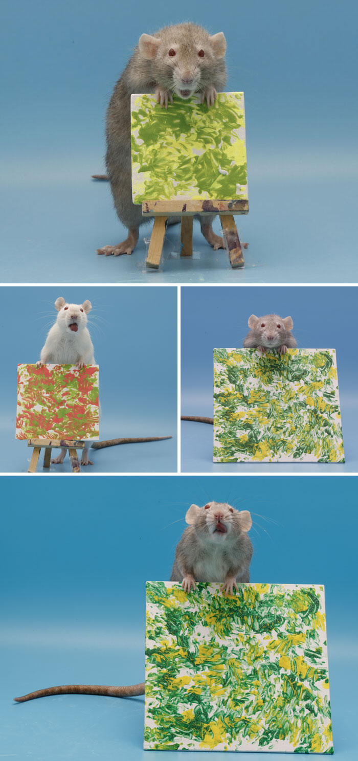 Las pinturas que hacen mis ratas con sus patitas