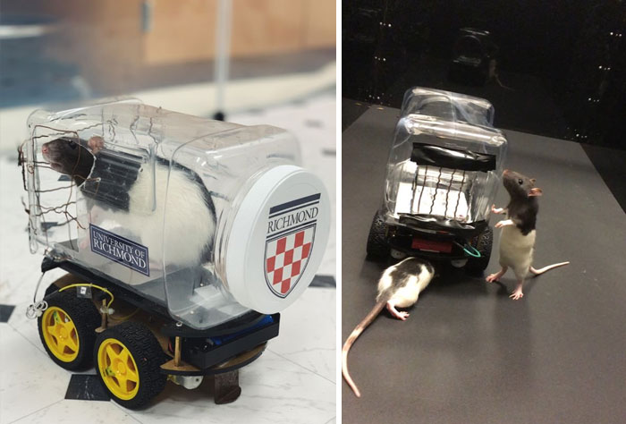 Los científicos han descubierto que a las ratas les encanta conducir cochecitos aunque no reciban recompensa a cambio de hacerlo. 
