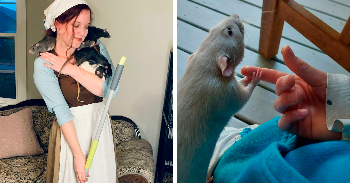 ¿Has pensado en tener una rata como mascota? Estas 35 adorables fotos te convencerán