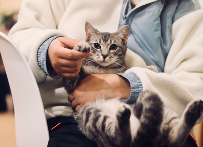 Help The Animals At Your Local Shelter