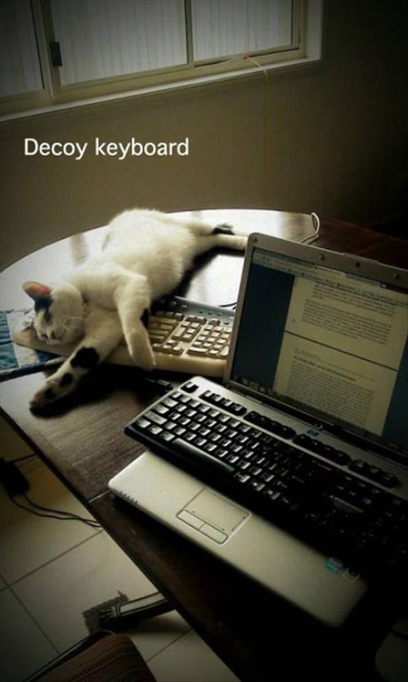 decoykeyboard-6369d2f7f114a.jpg