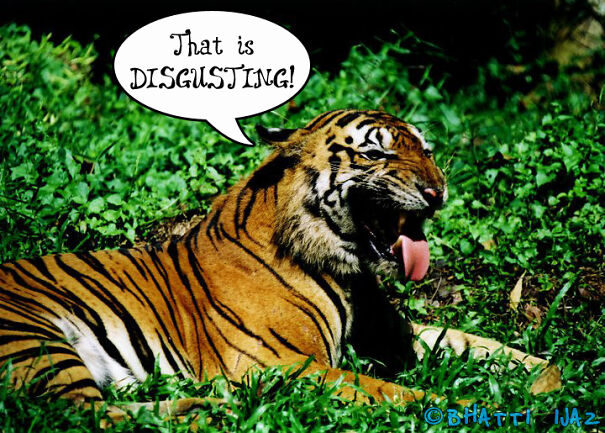 disgusted-tiger-63755bedcf458.jpg