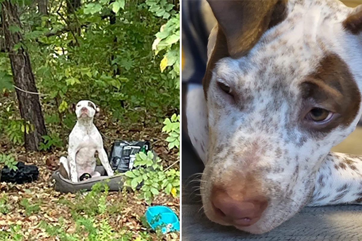 How Do They Fix A Dogs Broken Leg