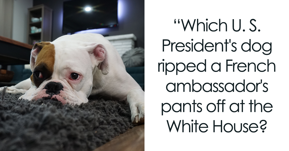 Fun Dog Trivia About All The Good Bois And Gals | Bored Panda