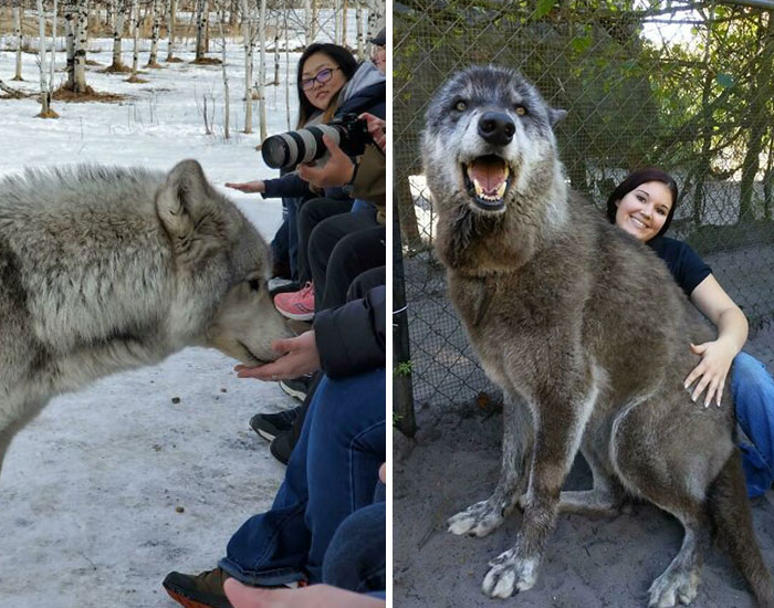 48 Wolf-Like Dogs That Are Actually Just Big Floofs