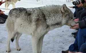 45 Perros parecidos a los lobos que en realidad son grandes y cariñosos peluditos