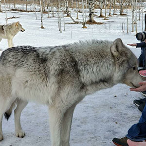 45 Perros parecidos a los lobos que en realidad son grandes y cariñosos peluditos