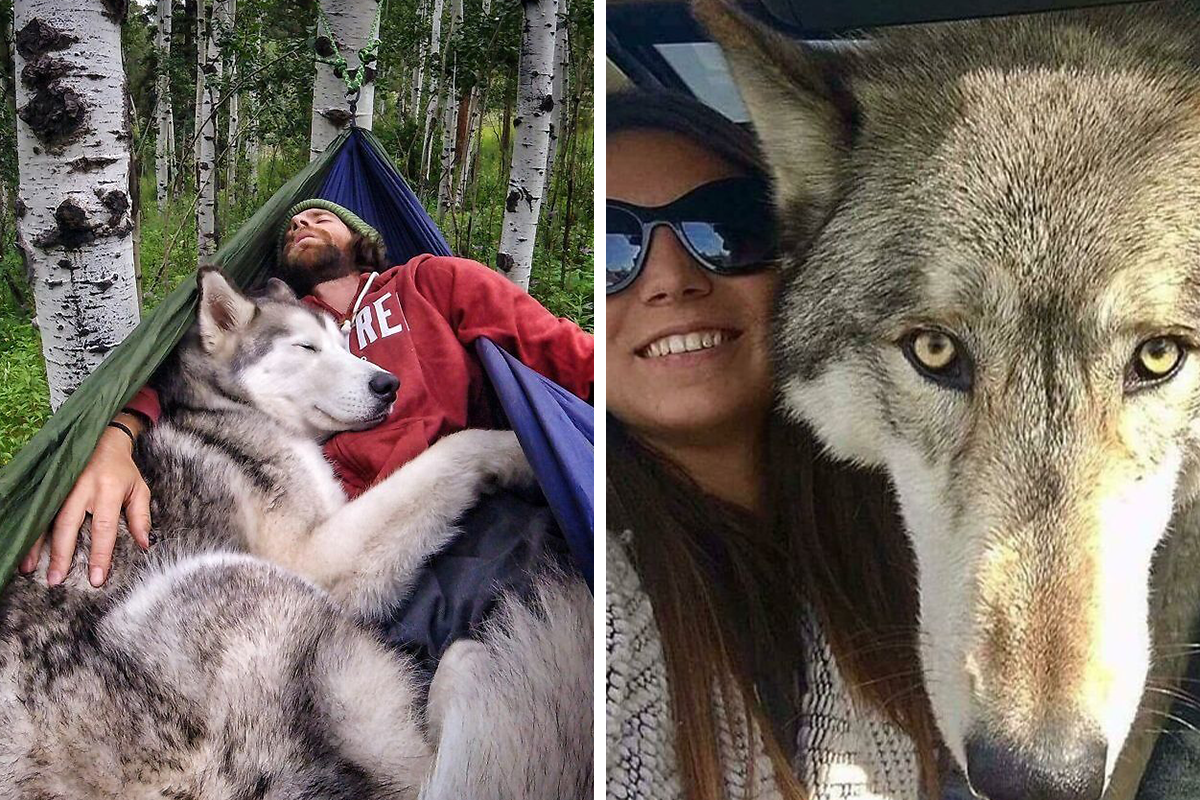 flod Lavet til at huske spejl 48 Wolf-Like Dogs That Are Actually Just Big Floofs | Bored Panda