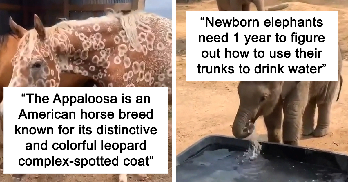 40 Lesser-Known Facts About Animals That Made People Say ‘Aww’ (New Pics)