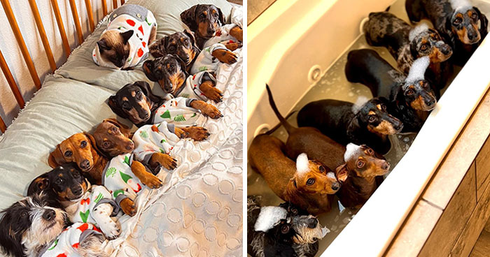 Woman Shares Her Life With 8 Rescue Dachshunds, And Here Are 25 Of The Funniest Pictures Of Them