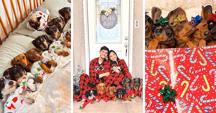 Woman Shares Her Life With 8 Rescue Dachshunds, And Here Are 25 Of The Funniest Pictures Of Them