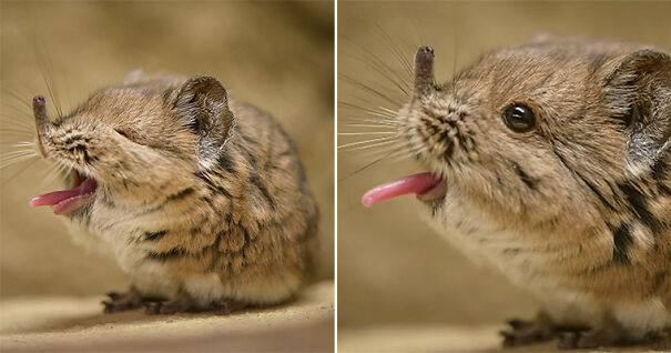 elephant-shrew-yawn-6386527134c2a-png.jpg