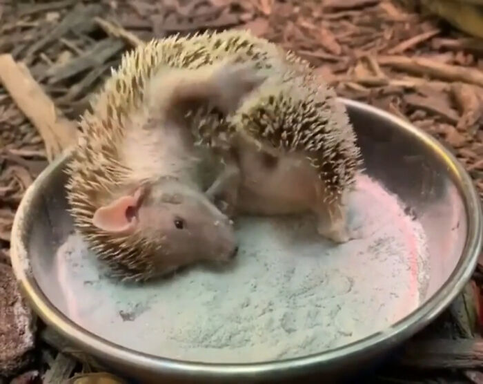 Madagascar Hedgehog Tenrec Is Taking A Dust Bath And Scent-Anointing (Rubbing The New Scent Into His Spines). Keepers Give Tenrecs Novel Scents And Substrates As Enrichment To Encourage This Natural Behavior. In The Wild, Scent Can Be Used As Camouflage And Parasite Repellent!