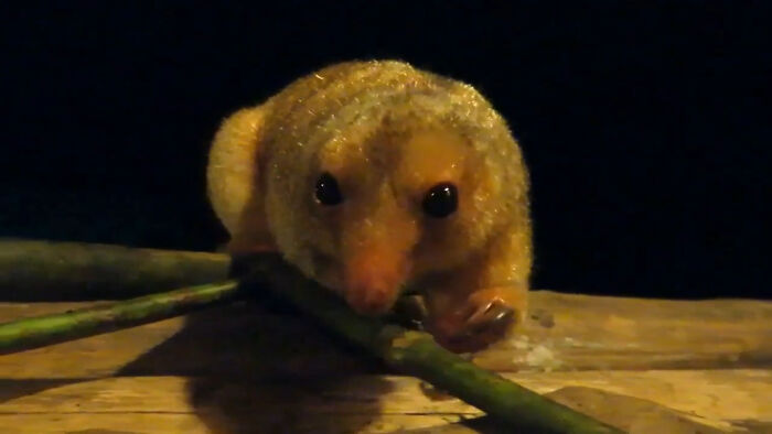 Silky Anteaters Are The Smallest Known Anteaters, And They Also Go By The Name Pygmy Anteaters. Found In Mexico, Central America And South America, They Defend Themselves By Standing On Their Hind Legs Holding Their Claws Up Ready To Strike At Any Assailant. This Wild Anteater Is Searching For Ants