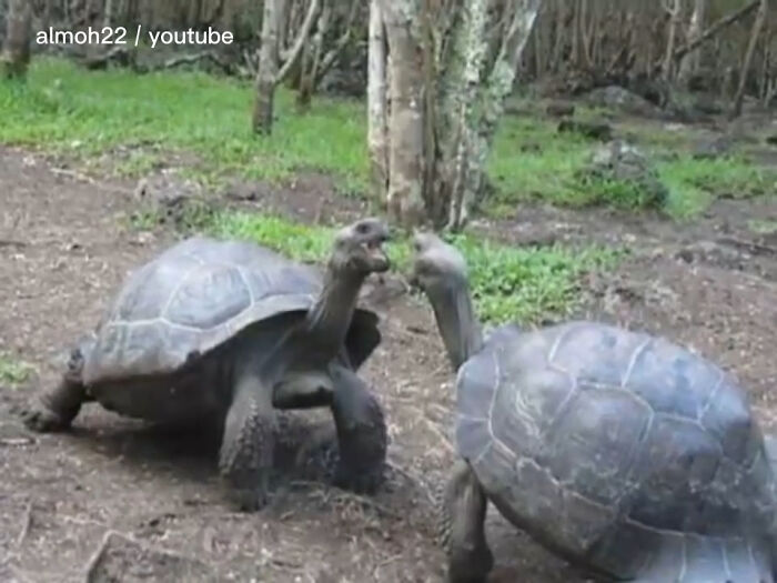 When Two Galapagos Tortoises Fighting, Physical Contact Is Rare, They Extending Their Neck To Intimidate Their Opponent. The Tortoise Have Higher Head Position Win The Battle