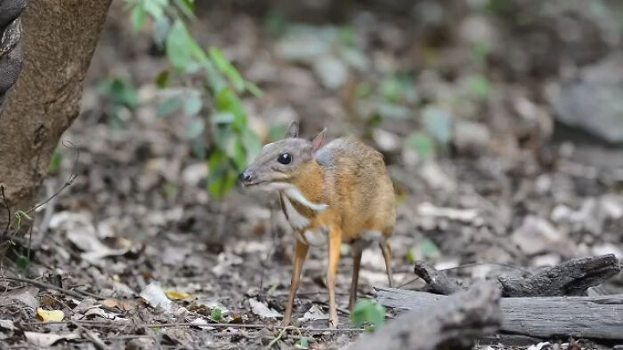 Tragulus Kanchil, The Lesser Malay Chevrotain (Mouse Deer). The Smallest Known Hooved Mammal In The World